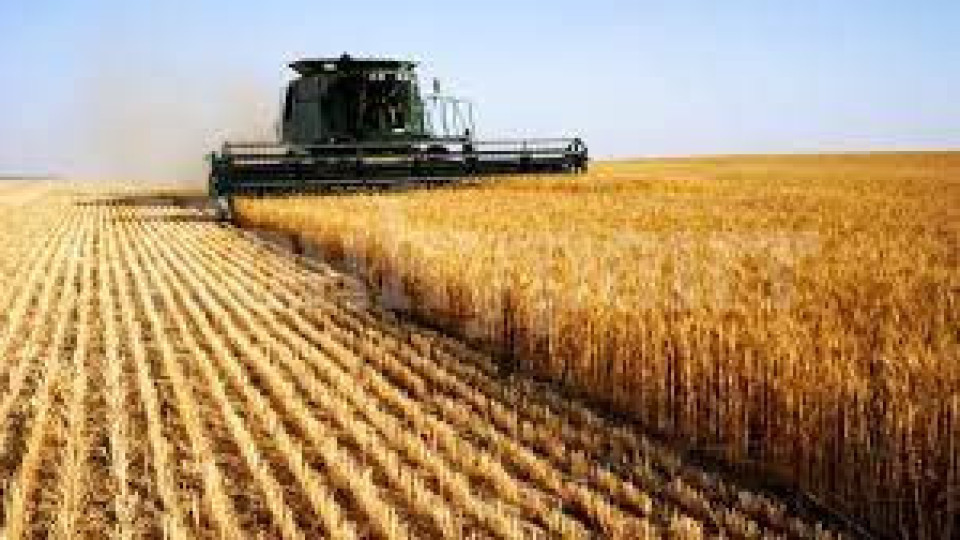 Прибраха 6,3 млн. тона пшеница, много повече от очакваното | StandartNews.com