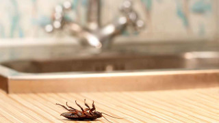 Как да се отървете от хлебарки без химикали