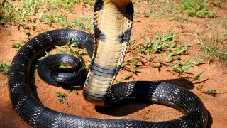 Индиец уби със зъби смъртоносна кобра