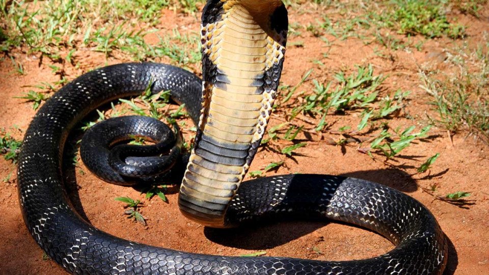 Индиец уби със зъби смъртоносна кобра | StandartNews.com