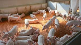 Заради АЧС и скъпия ток: Свиневъди искат спешна помощ