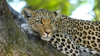 Провалена фотосесия: Леопард нападна модел