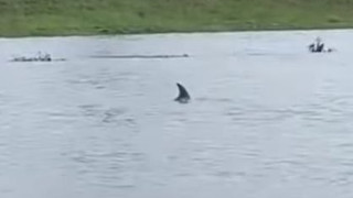 Делфин заплува по наводнените улици в Луизиана