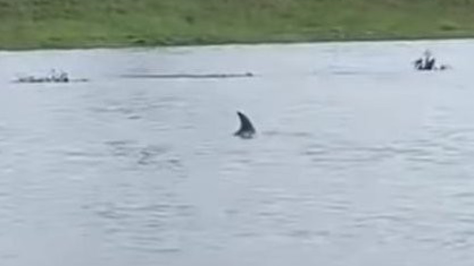 Делфин заплува по наводнените улици в Луизиана | StandartNews.com
