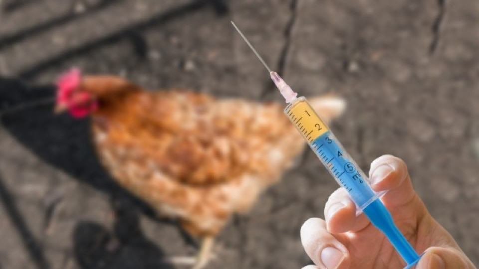 Огнище на птичи грип у нас! Къде пламна | StandartNews.com
