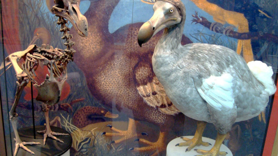 Изненада! Ще възкресят ли учените легендарната птица Додо | StandartNews.com