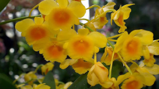 Удивително! Орхидеите лекуват коварен рак