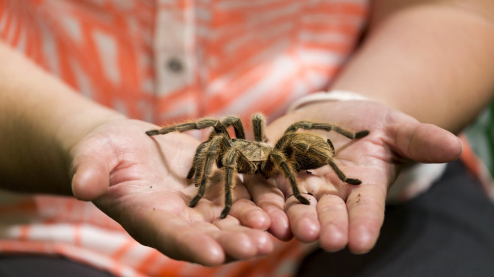 Великото преселение. Огромни паяци тръгнаха на лов | StandartNews.com