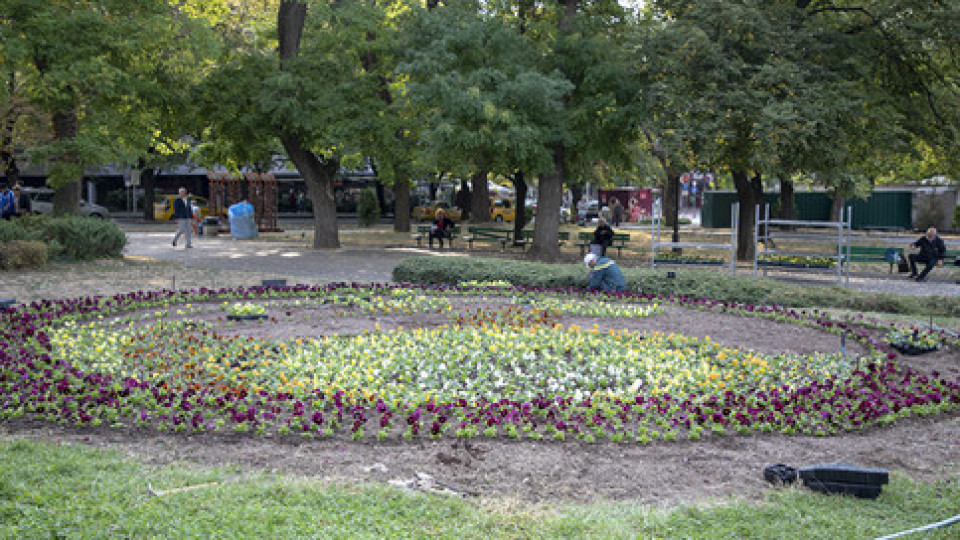 Хиляди нови цветя ще красят Стара Загора за празника на града | StandartNews.com