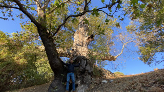 Легендите за най-дебелото дърво в България