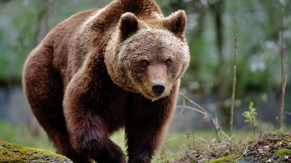 Спасяваме мечките на Украйна | StandartNews.com