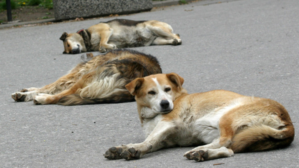Стара Загора преброява бездомните кучета | StandartNews.com