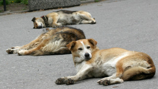 Проблем с уличните кучета. Как ще бъде решен