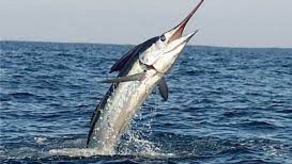 За първи път от 50 г.: Хванаха риба меч на Босфора | StandartNews.com
