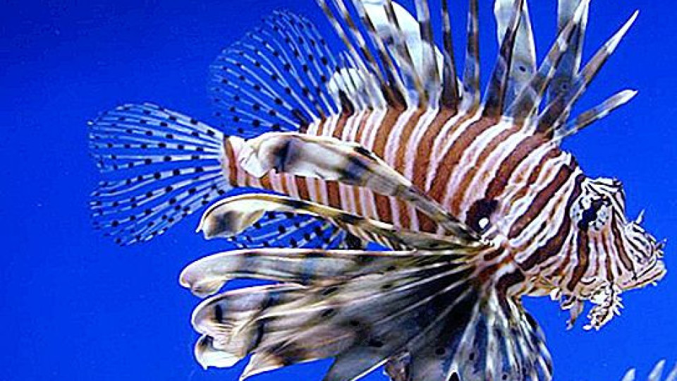 Отровна риба нахлува в Егейско море | StandartNews.com