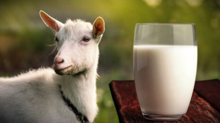Как козето мляко подсилва имунната система?