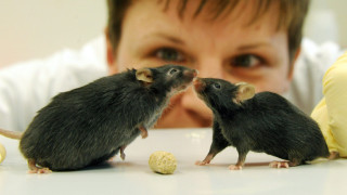 Чудо! Парализирана мишка проходи след ново лечение