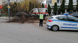 Луд екшън: Порше се заби в дърво, което падна върху 3-ма пешеходци