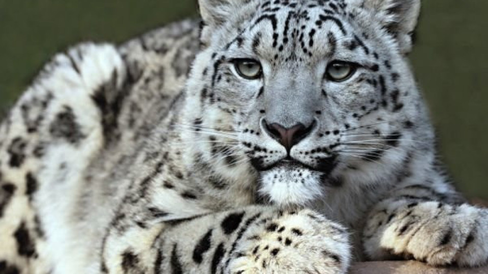 Ковид уби три безкрайно редки леопарда | StandartNews.com