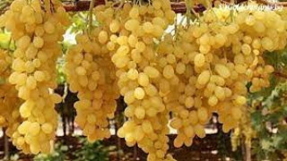 Неочаквани полезни свойства на гроздето откриха учени