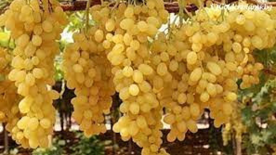 Неочаквани полезни свойства на гроздето откриха учени | StandartNews.com