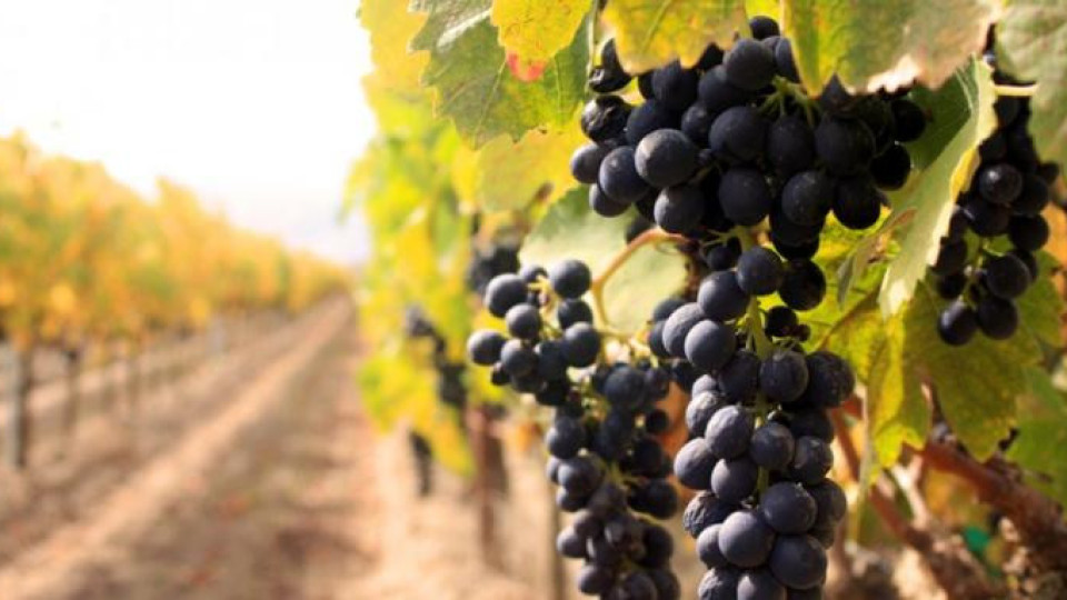 Гроздето перфектно за качествени вина | StandartNews.com