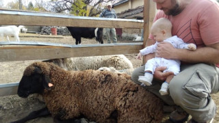 Бебе англичанче се роди в Хотница, кръстиха го на овена Райко