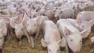 Големи свинеферми затварят, чакат по-добри времена