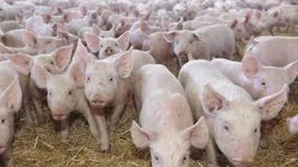 Големи свинеферми затварят, чакат по-добри времена | StandartNews.com
