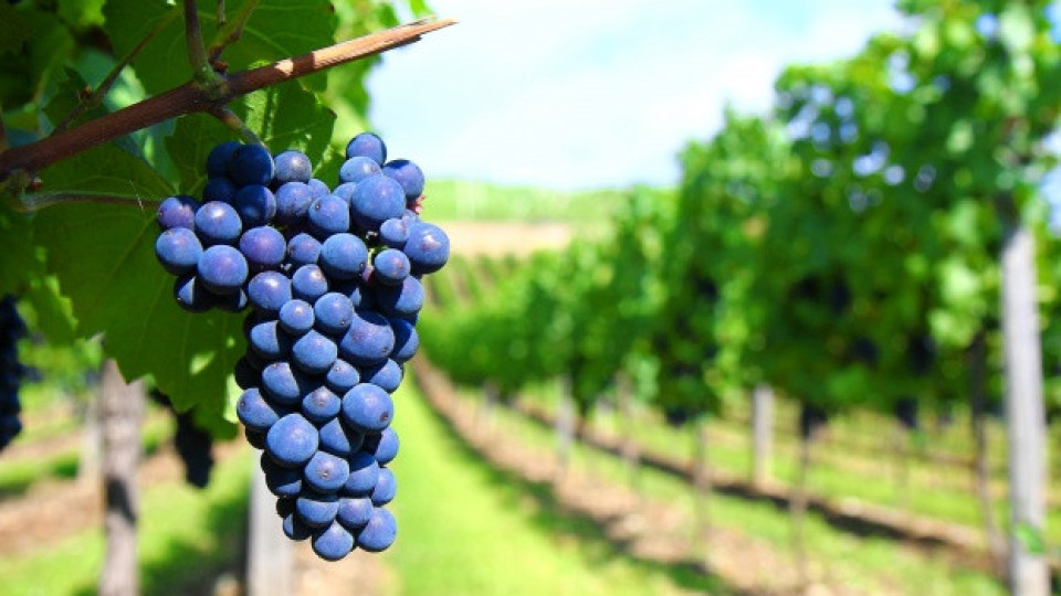 Лозари и винари не харесват стратегията за сектора, искат нова | StandartNews.com