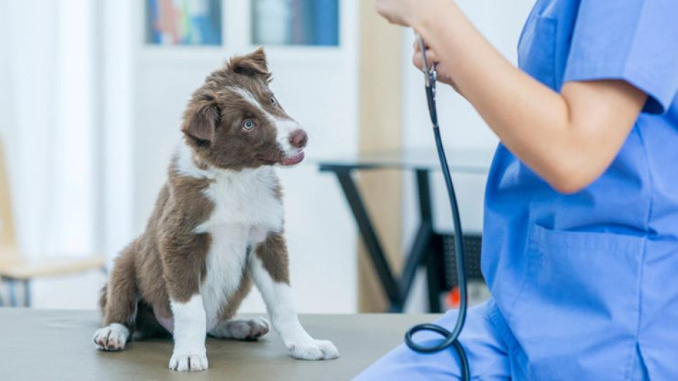Безобразна сметка от ветеринар докара стопани до отчаяно действие | StandartNews.com