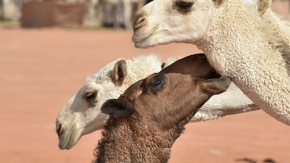 Дисквалифицираха 43 камили от конкурс, имали ботокс и силикон | StandartNews.com