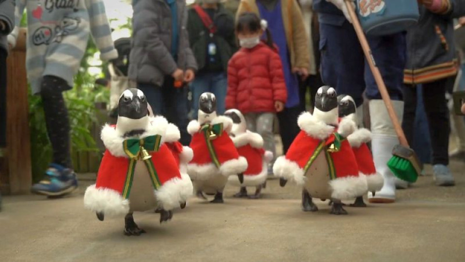 Пингвини свиха работата на елените за Коледа | StandartNews.com