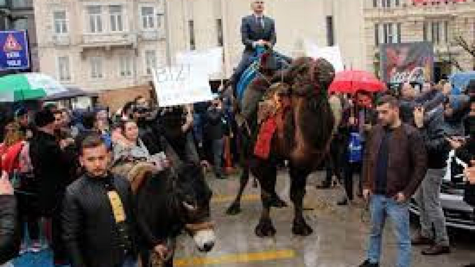 Турски антиваксъри протестират с камили, кълнат Бил Гейтс | StandartNews.com