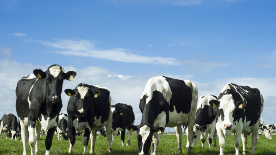 Нидерландия унищожава добитъка си. Kаква е причината | StandartNews.com