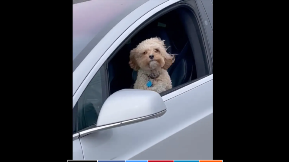 Нов хит в социалните мрежи: кучета шофират сами Tesla | StandartNews.com