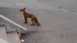 Нашествие от опашати хищници в София, вече са във всички квартали