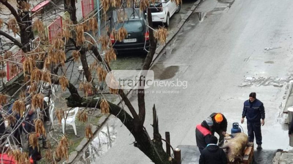 Пърлиха и разфасоваха прасе на улицата в центъра на Пловдив | StandartNews.com