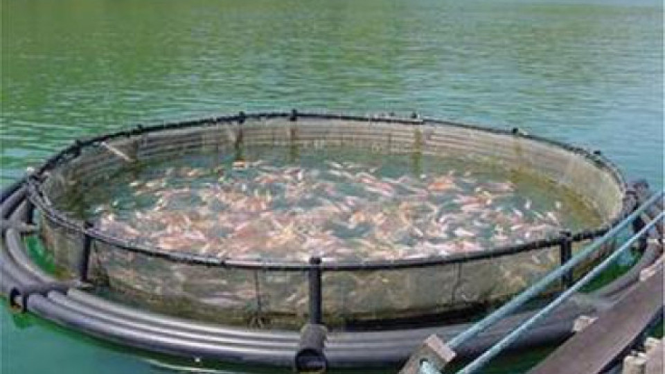 Защо зациклят рециркулационните системи за гледане на риба в БГ | StandartNews.com
