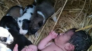 Кучка с палета спаси изоставено бебе