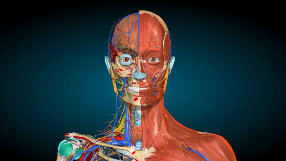 "Анатомията на Грей" показва неизвестна част от човешкото тяло | StandartNews.com