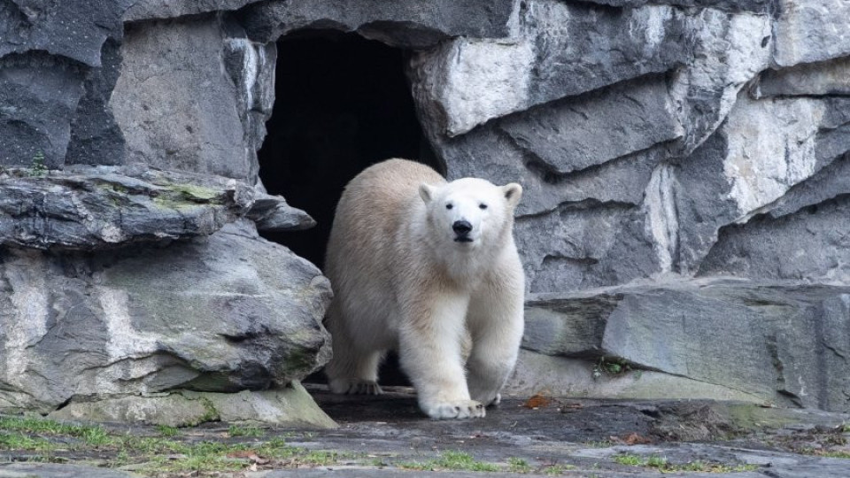 Почина най-възрастната полярна мечка в Европа | StandartNews.com