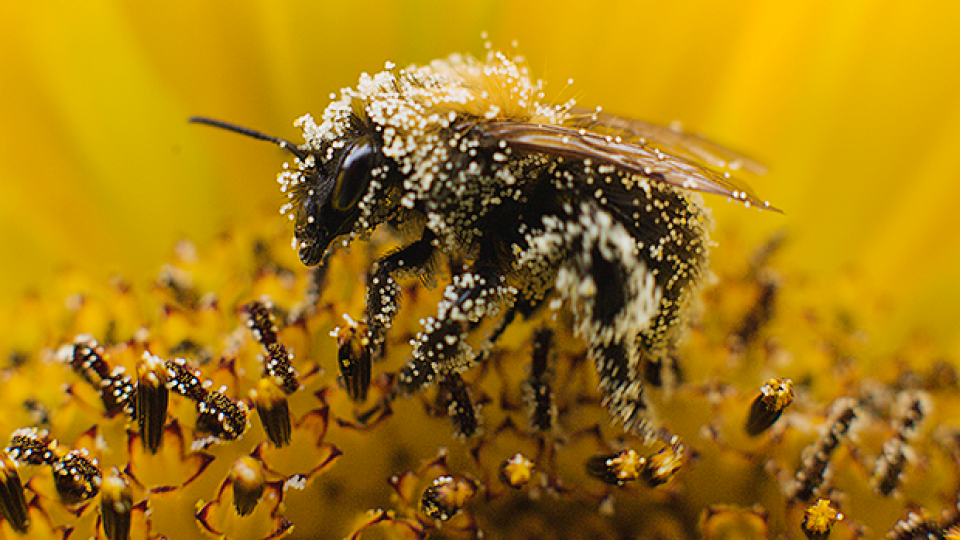 Куриоз! Кошери на пчели пълни с кокаин вместо мед | StandartNews.com