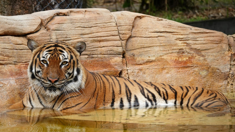 Чистач в зоопарк опита да погали тигър - фатална грешка! | StandartNews.com