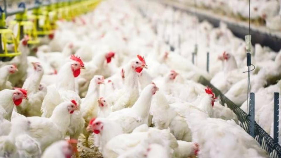 Сега пък птичи грип! Избиват хиляди кокошки | StandartNews.com