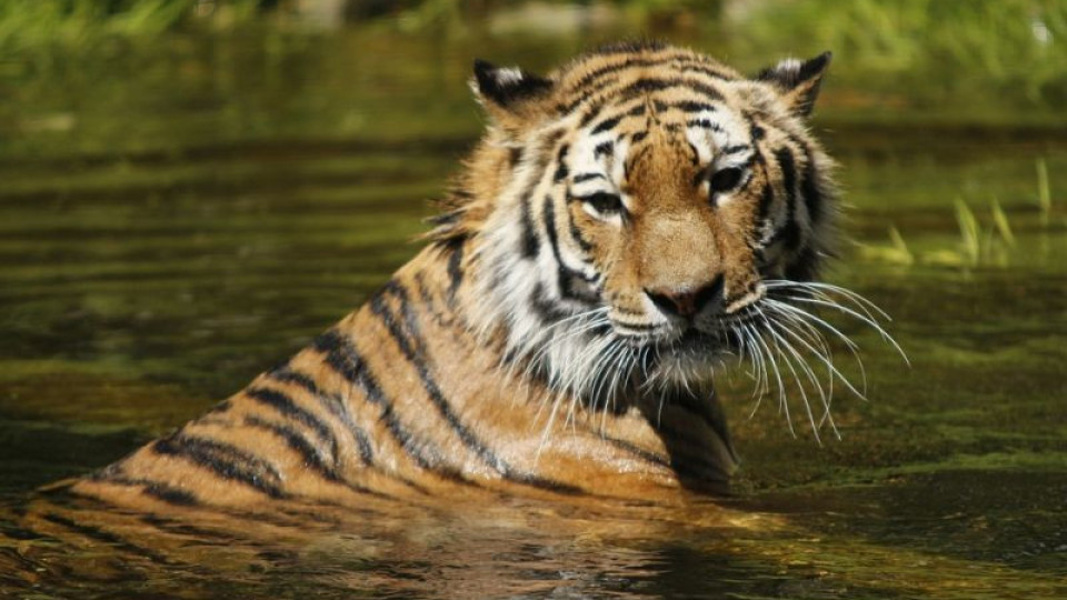 Кога и как да посрещнете годината на тигъра? | StandartNews.com