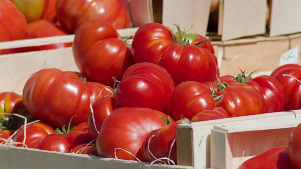 Казваме ли сбогом на българския домат? Токът съсипа родния бизнес | StandartNews.com