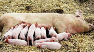 Пчелите у нас повече от свинете, 58 000 са калифорнийските червеи