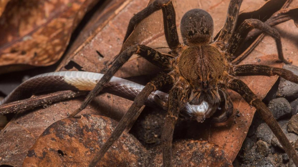 Чудо! Какво правят паяците със змията | StandartNews.com