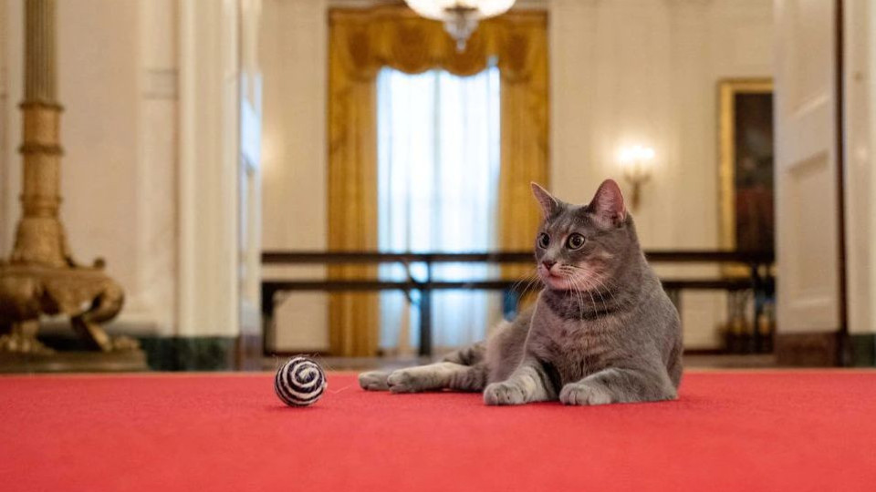 Нов любимец в Белия дом. Кой прибра и кръсти котето? | StandartNews.com